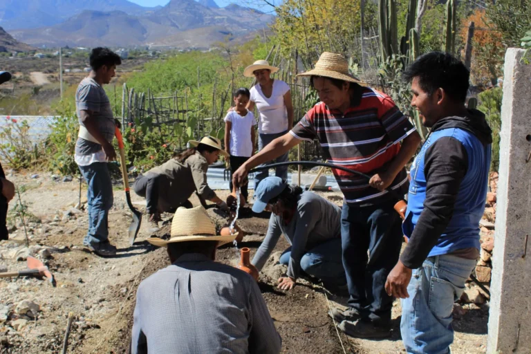 Miel de agave del Valle del Mezquital se moderniza con tecnología