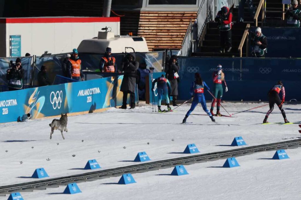 Perro irrumpe en competencia de esquí en Milán-Cortina 2 Perro irrumpe en competencia de esquí en Milán-Cortina