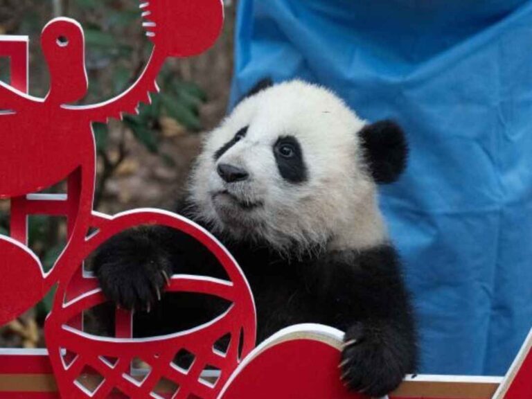Presentan a 30 cachorros de panda por Año Nuevo chino