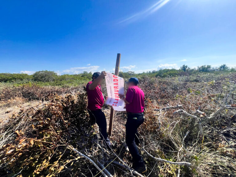 Profepa clausura desmonte ilegal de manglar en Chelem