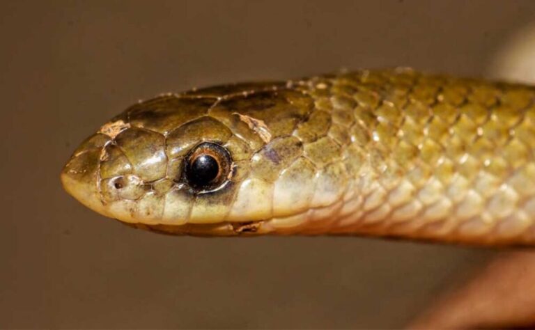 Descubren nueva serpiente y género en la cuenca del río Balsas