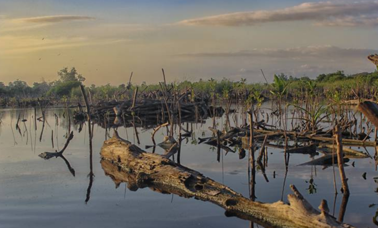 Manglares de la Península de Yucatán, en punto crítico de conservación