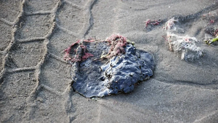 Sheinbaum crea grupo permanente por derrame en Golfo de México