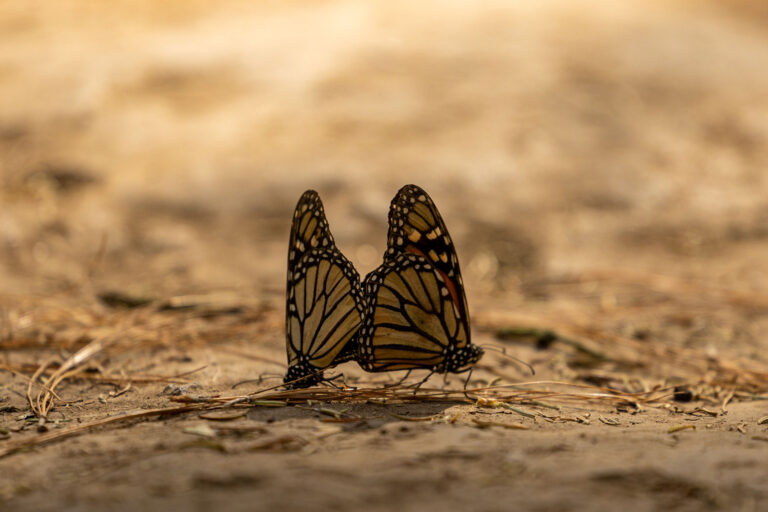 México, EU y Canadá protegen ruta monarca