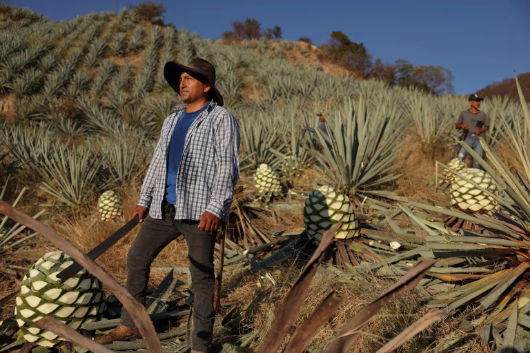 Boom del mezcal presiona bosques en Oaxaca