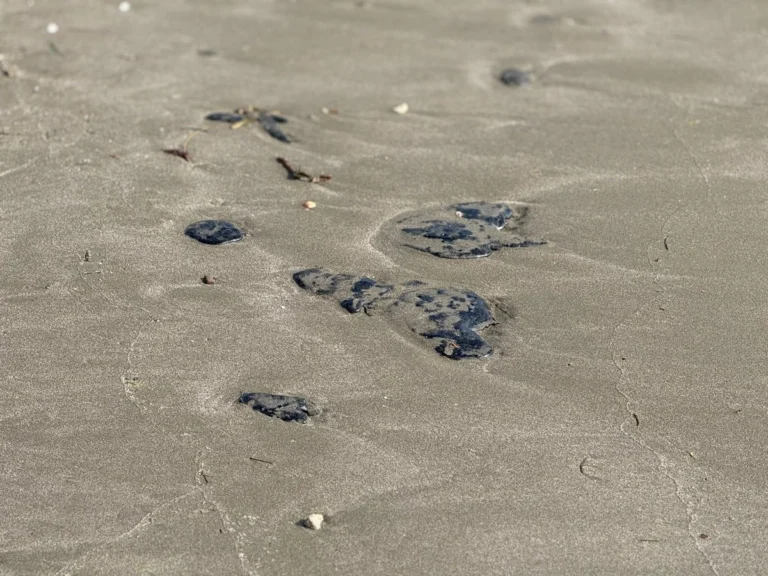 Hallan segundo delfín muerto por derrame en Veracruz