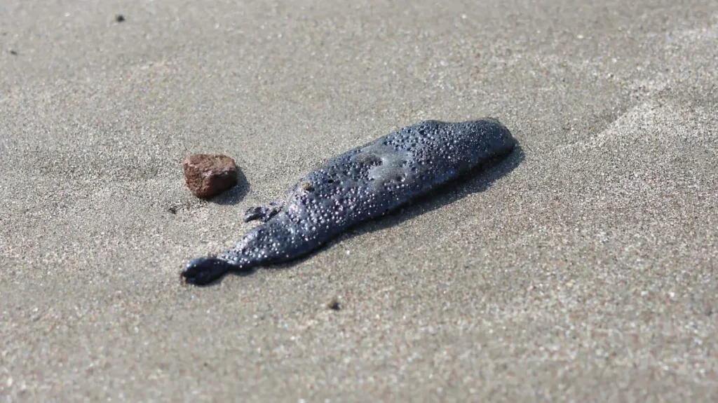 Hallan segundo delfín muerto por derrame en Veracruz 2 Hallan segundo delfín muerto por derrame en Veracruz