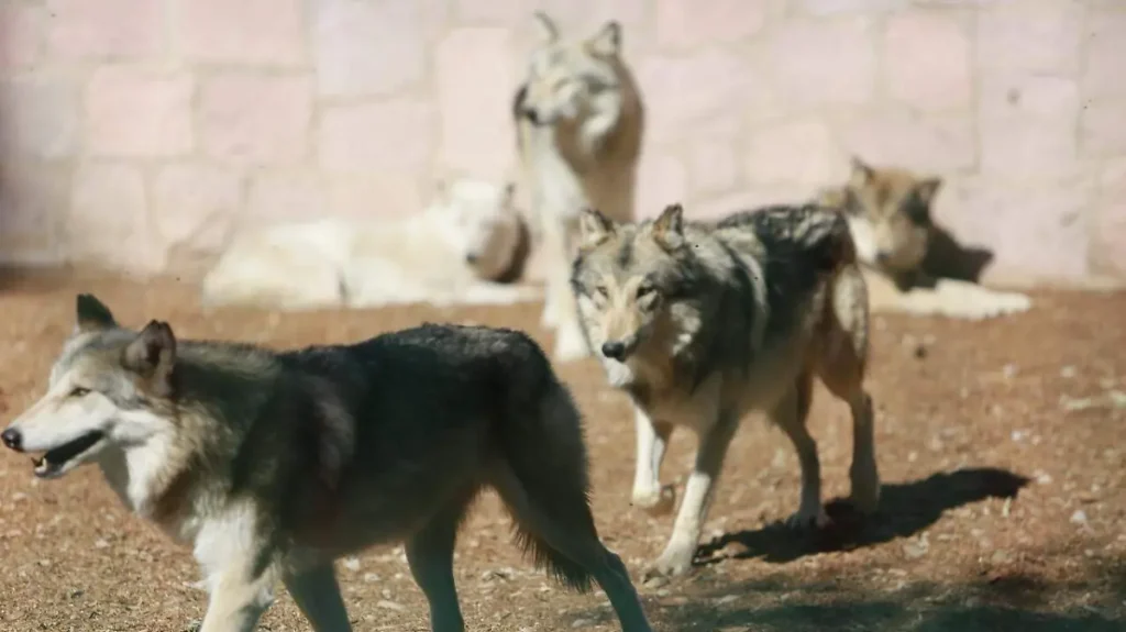 Reintroducen lobo mexicano en Durango tras 50 años 2 Reintroducen lobo mexicano en Durango tras 50 años