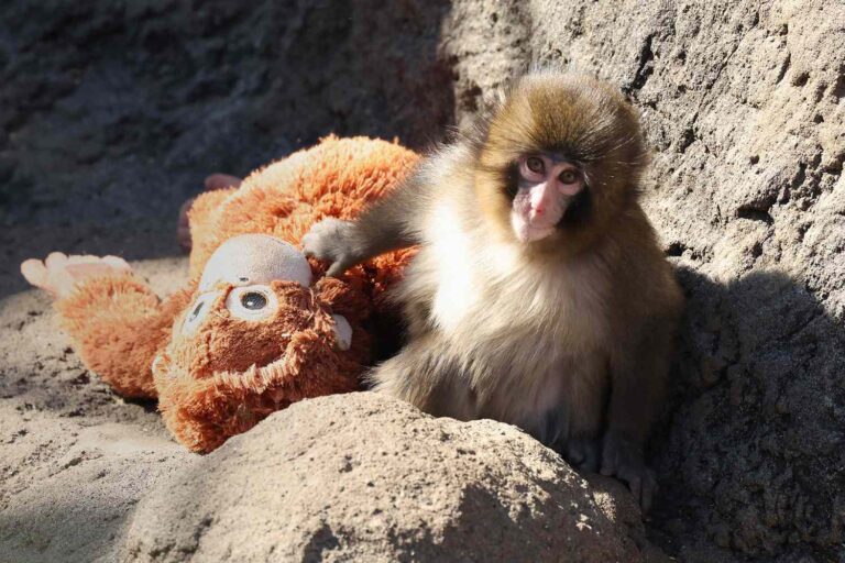 Punch, el macaco que superó a su peluche