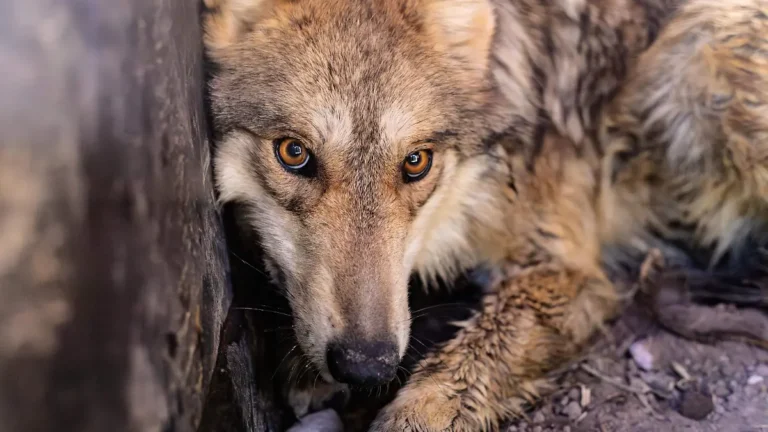 Reintroducen lobo mexicano en Durango tras 50 años