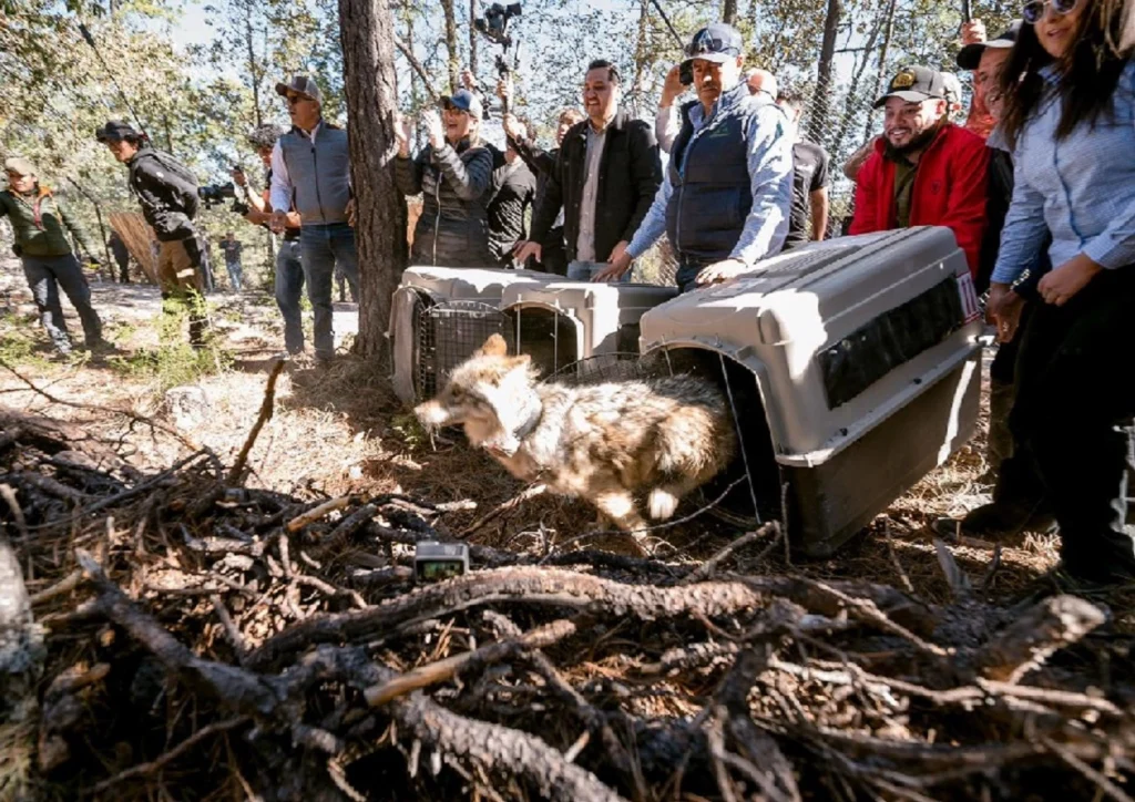 Reintroducen lobo mexicano en Durango tras 50 años 1 Reintroducen lobo mexicano en Durango tras 50 años