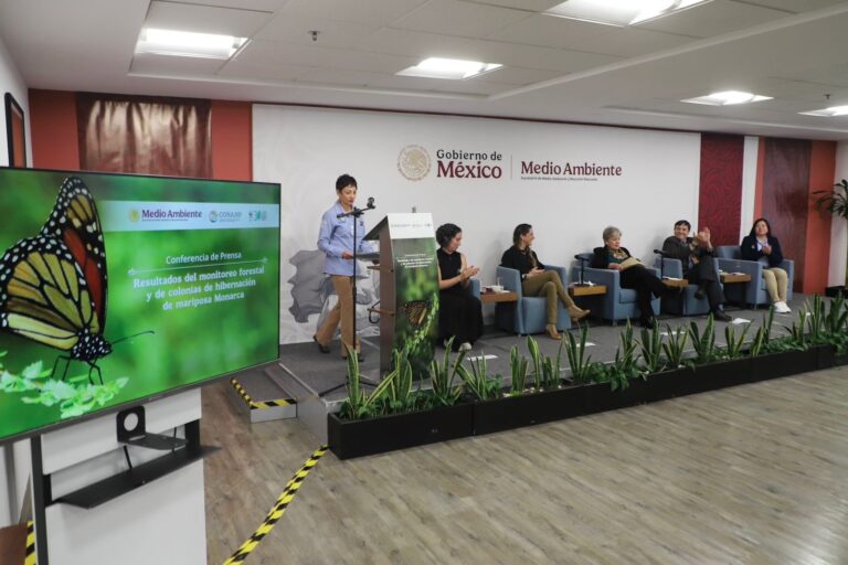 Aumenta 64% presencia de mariposa monarca