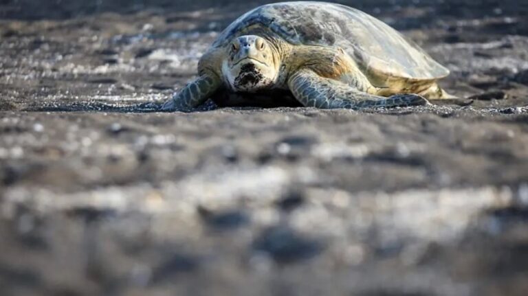 Mueren tortugas en Veracruz tras derrame
