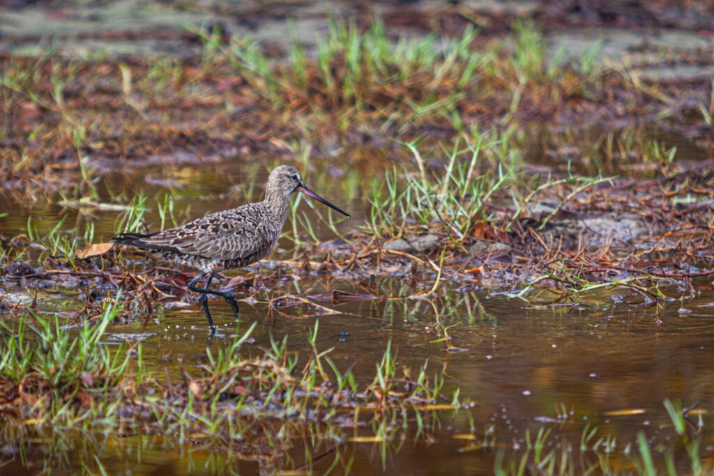 ONU protege 40 nuevas especies migratorias en COP15 2 ONU protege 40 nuevas especies migratorias en COP15