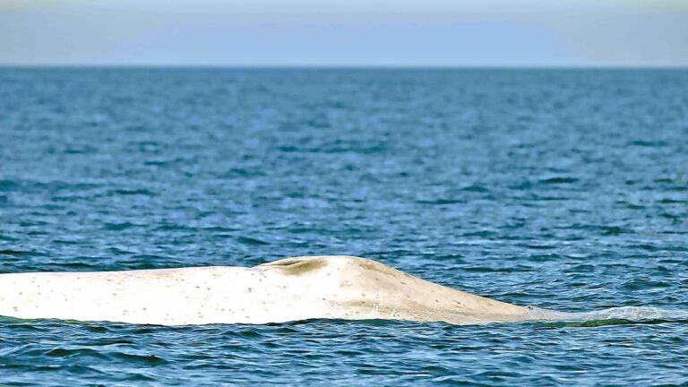 Avistan ballena azul albina en Bahía de Loreto