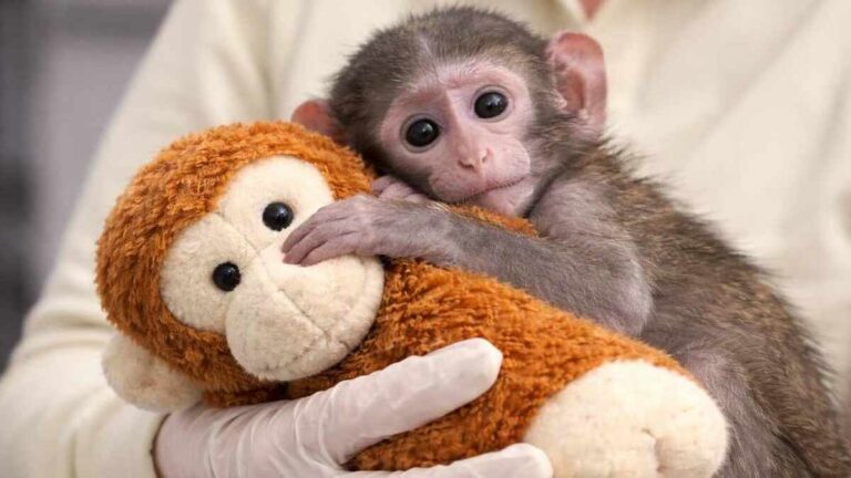 Yuji, cría de mono, crece con peluche en Guadalajara