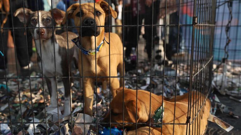 Sheinbaum: eutanasia en Tecámac fue legal, pero norma debe revisarse