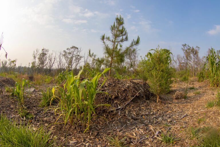 Recuperan 3 mil m² en Chapultepec y reforestan zona