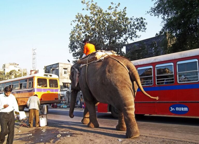 PETA pide prohibir paseos en elefante en India