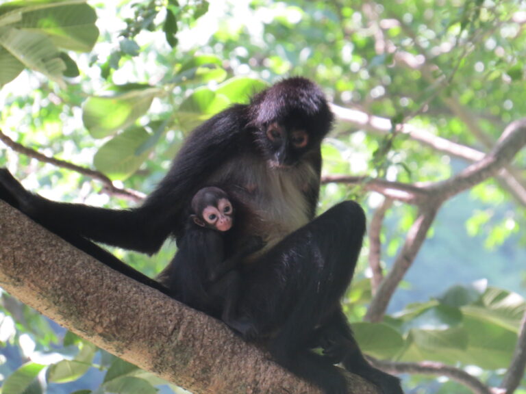Nace mono araña en Cañón del Sumidero; avanza recuperación