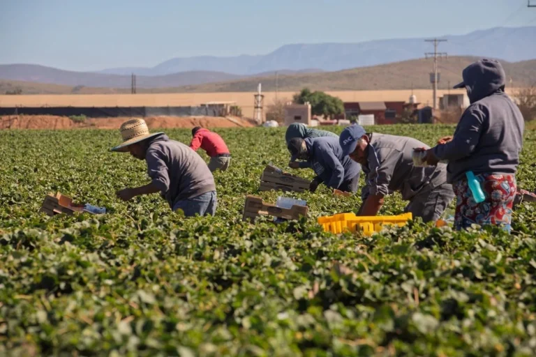Fiebre de berries: jornaleros en San Quintín