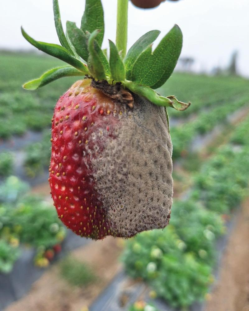 Bacterias de ranas y ajolotes, clave contra hongo agrícola 1 Bacterias de ranas y ajolotes, clave contra hongo agrícola