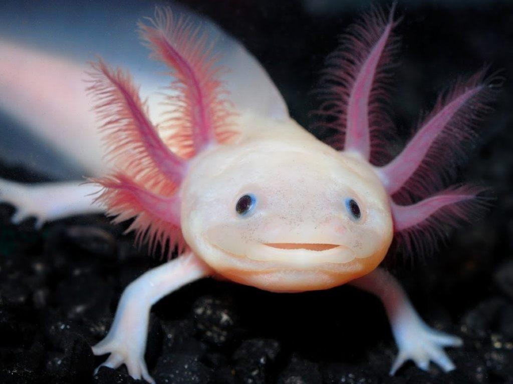 Bacterias de ranas y ajolotes, clave contra hongo agrícola 2 Bacterias de ranas y ajolotes, clave contra hongo agrícola