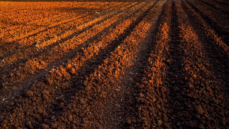 Calor extremo lleva a la agricultura al límite: FAO y OMM