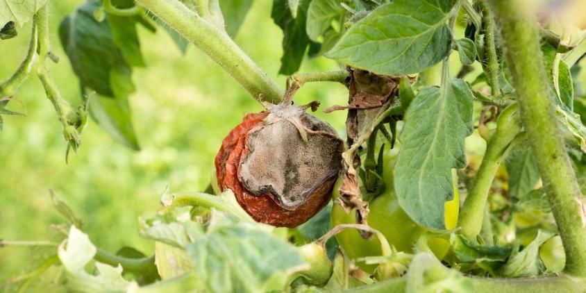 Bacterias de ranas y ajolotes, clave contra hongo agrícola 3 Bacterias de ranas y ajolotes, clave contra hongo agrícola