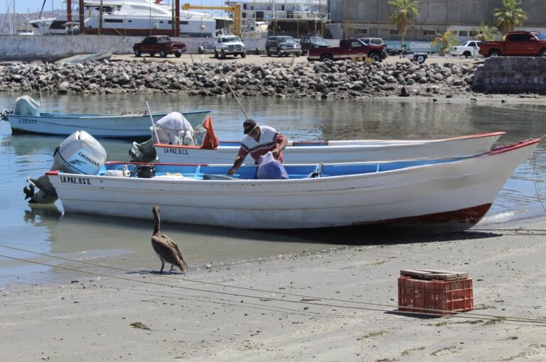 Impulsan fortalecimiento del sector pesquero en BCS