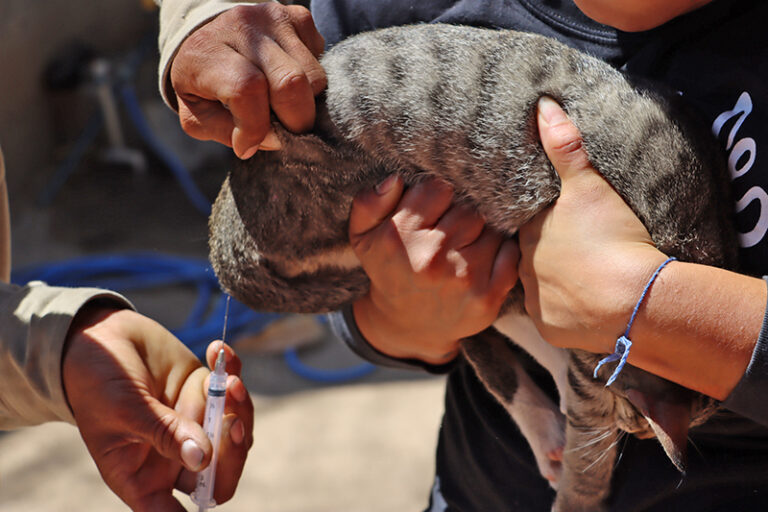 BCS refuerza vacunación antirrábica en La Paz