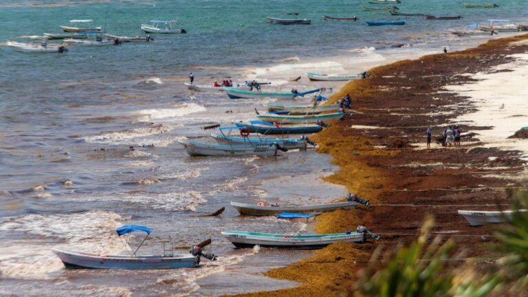 Quintana Roo: casi la mitad de playas en alerta por sargazo