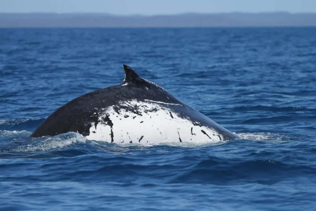 Ballenas rompen récord con viaje de 14 mil km 2 Ballenas rompen récord con viaje de 14 mil km