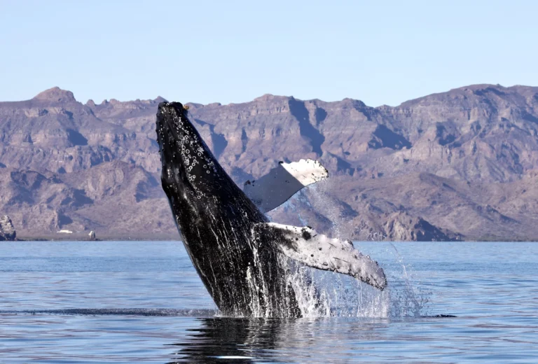 Sheinbaum descarta afectar hábitat de ballenas en Loreto