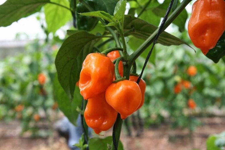 Península de Yucatán fortalece protección del chile habanero