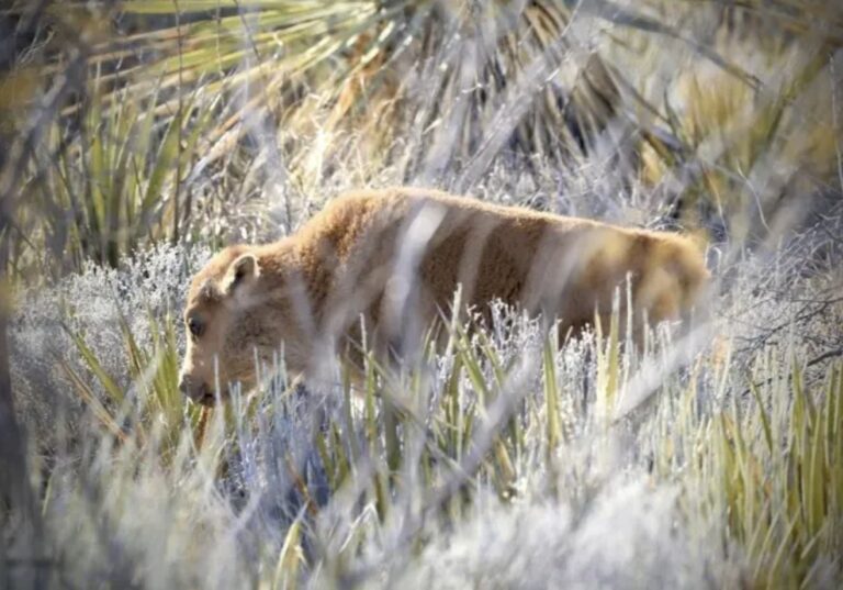 Nacen en Coahuila las primeras crías de bisonte en 160 años
