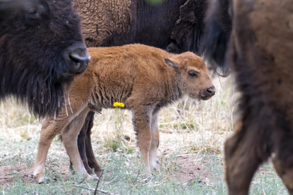 Nacen en Coahuila las primeras crías de bisonte en 160 años 2 Nacen en Coahuila las primeras crías de bisonte en 160 años
