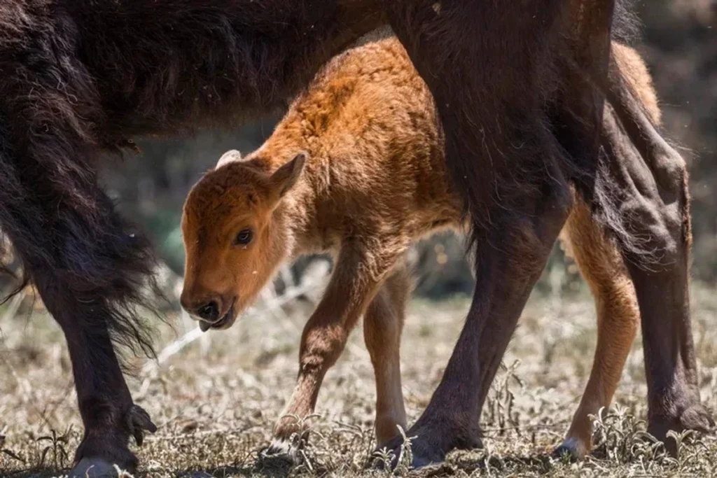 Nacen en Coahuila las primeras crías de bisonte en 160 años 1 Nacen en Coahuila las primeras crías de bisonte en 160 años