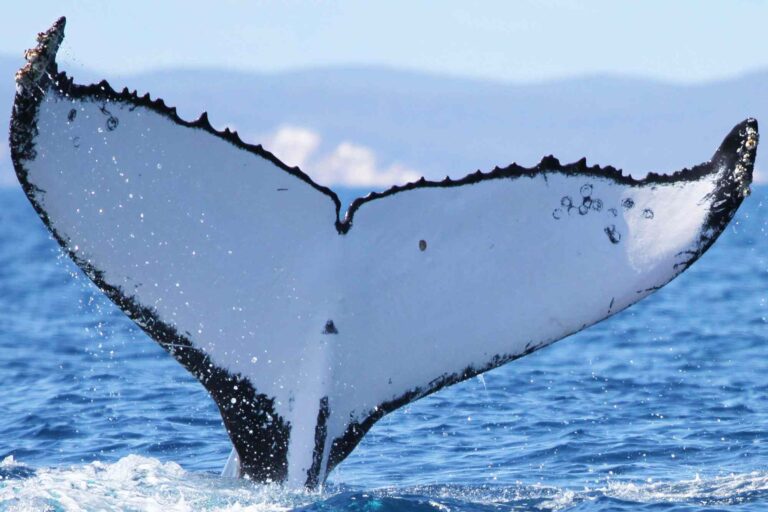 Ballenas rompen récord con viaje de 14 mil km