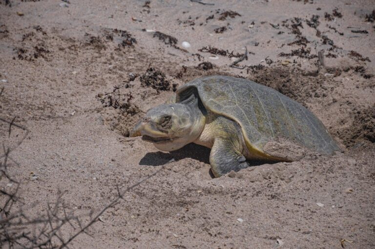 Alertan hidrocarburo en playas de anidación en Campeche