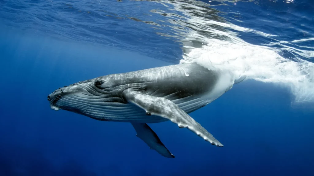 Ballenas rompen récord con viaje de 14 mil km 1 Ballenas rompen récord con viaje de 14 mil km