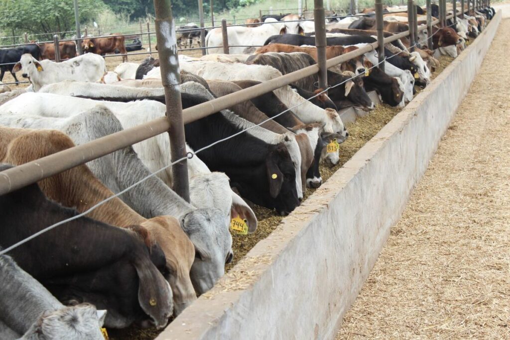 México suspende importación de ganado de EU por gusano barrenador 1 México suspende importación de ganado de EU por gusano barrenador