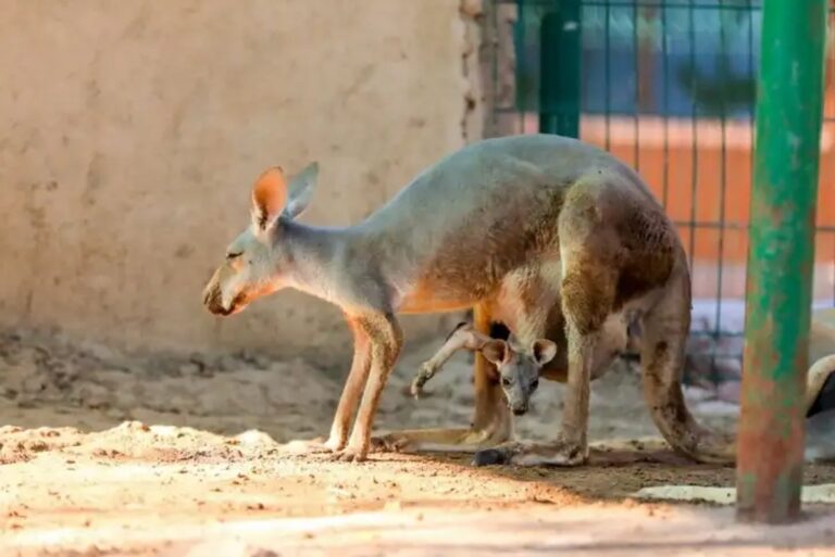 Zoológico de Nuevo Laredo espera crías de canguro y cebra
