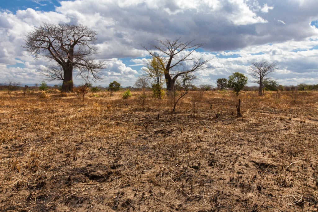 El fenómeno de El Niño inicia y podría alcanzar niveles históricos 1 El fenómeno de El Niño inicia y podría alcanzar niveles históricos
