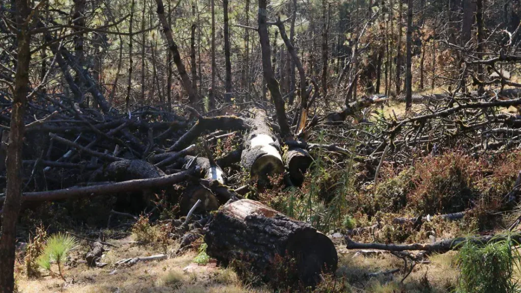 Operativos reducen 95% la tala ilegal en el Ajusco 2 Operativos reducen 95% la tala ilegal en el Ajusco