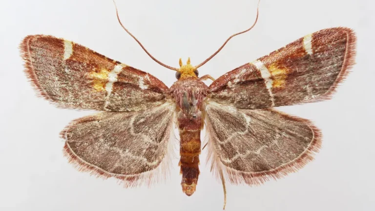 Descubren polilla y la nombran en honor al papa León XIV