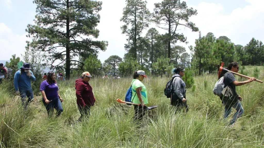 Operativos reducen 95% la tala ilegal en el Ajusco 1 Operativos reducen 95% la tala ilegal en el Ajusco