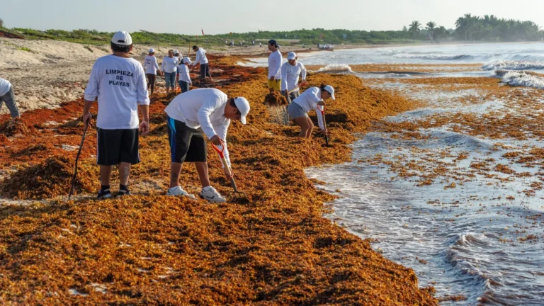 Sargazo en el Caribe: el reto ambiental que persiste
