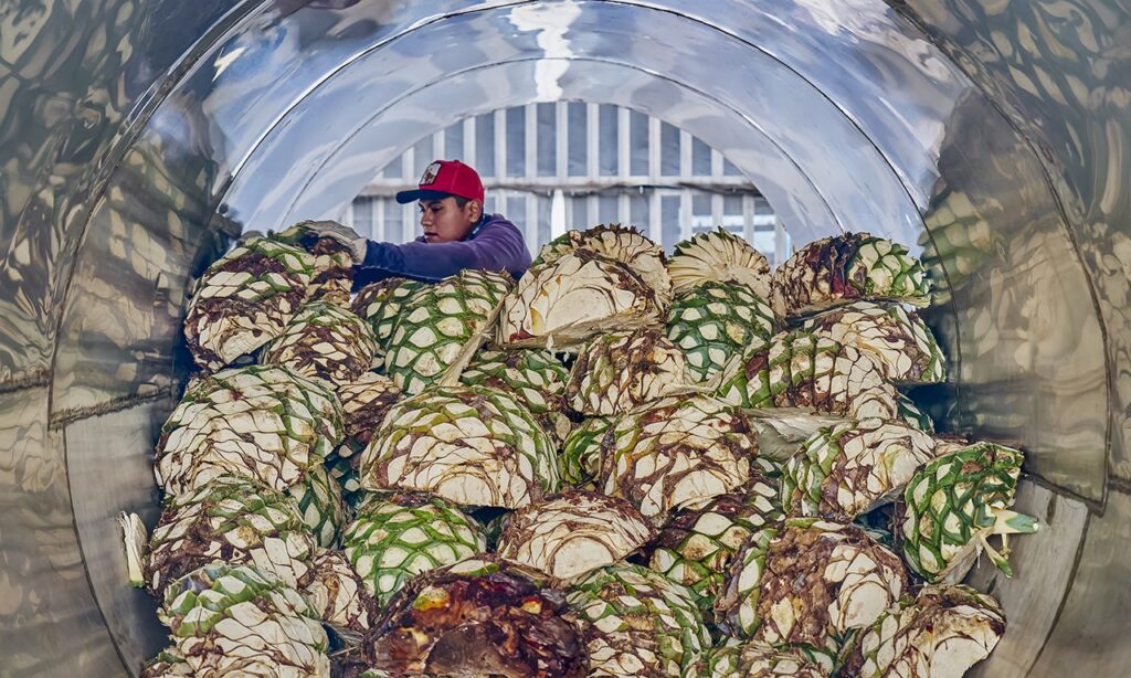 Tequila impulsa más de 166 actividades económicas 1 Tequila impulsa más de 166 actividades económicas