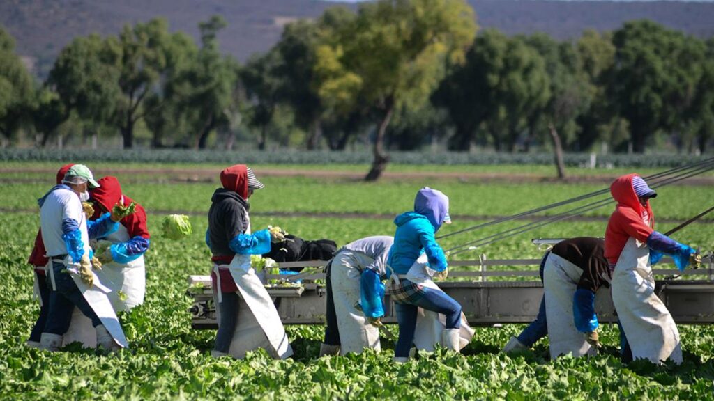 FDA mantiene investigación sobre lechugas de Taylor Farms 2 FDA mantiene investigación sobre lechugas de Taylor Farms